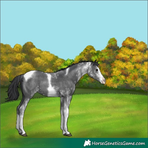 Horse Color:White Spotted Black Tobiano 