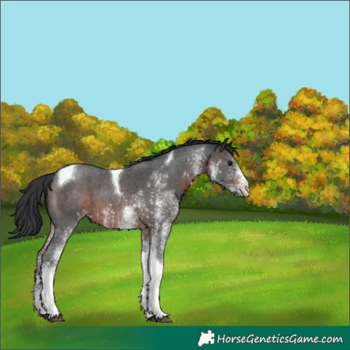 Horse Color:White Spotted Brown Tobiano 