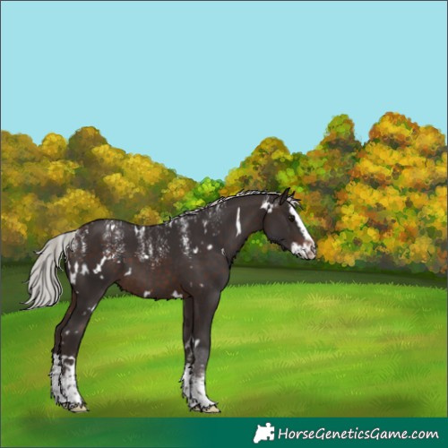 Horse Color:Powder White White Spotted Silver Brown Splash 