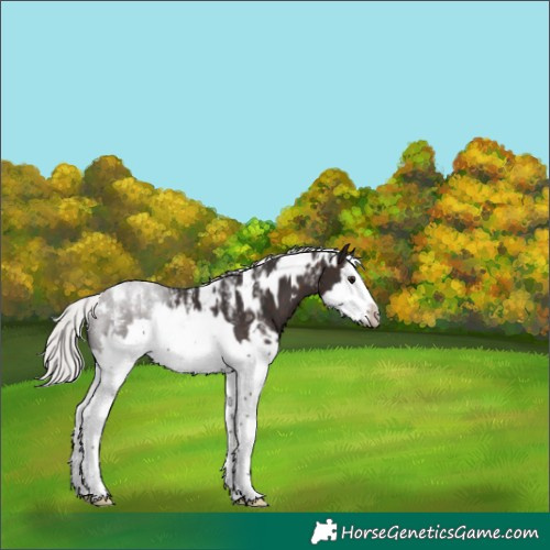 Horse Color:Powder White White Spotted Silver Brown Splash Frame 