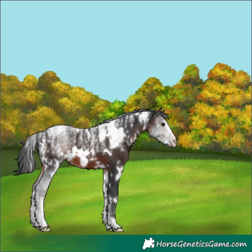 Horse Color:Powder White White Spotted Brown 