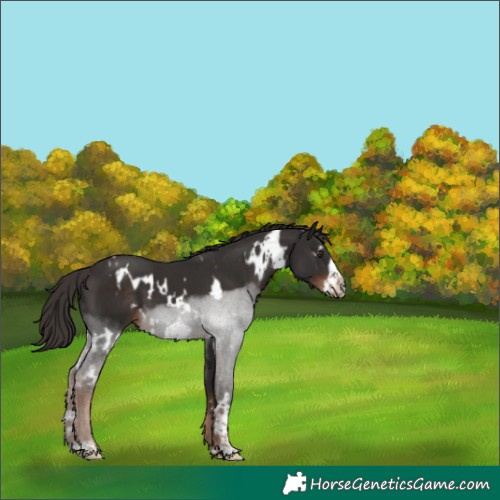 Horse Color:White Spotted Liver Chestnut Frame 