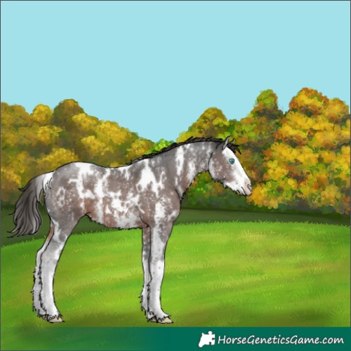 Horse Color:White Spotted Liver Chestnut Sabino Splash