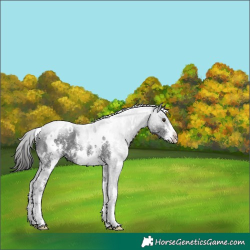 Horse Color:White Spotted Liver Chestnut Sabino 