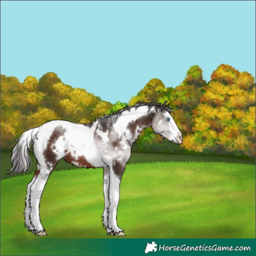 Horse Color:White Spotted Liver Chestnut Splash Tobiano 