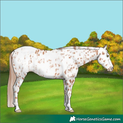 Horse Color:Gold Champagne Leopard  and Gold Champagne Frame Leopard 