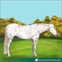 Horse Color:Gold Champagne Appaloosa and Gold Champagne Frame Appaloosa