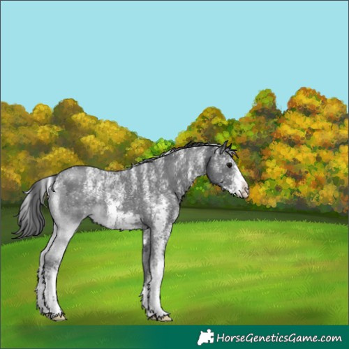 Horse Color:Powder White Black Sabino 