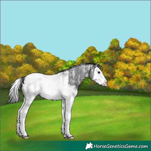 Horse Color:Powder White Black Sabino Splash 