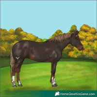 Horse Color:Liver Chestnut  and Liver Chestnut 