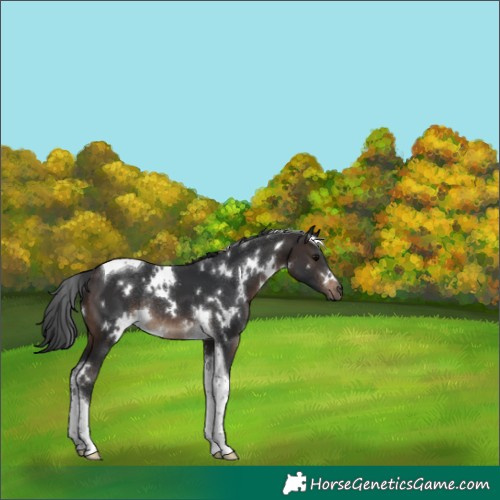 Horse Color:White Spotted Brown Tobiano Rabicano 