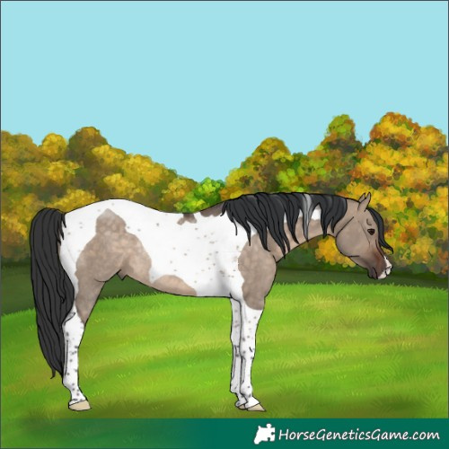 Horse Color:Brown Dun Tobiano Rabicano 