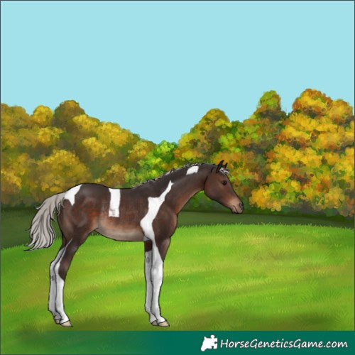 Horse Color:Silver Brown Tobiano Rabicano 