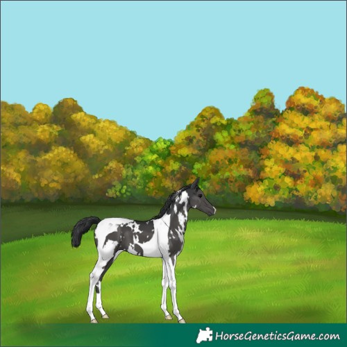 Horse Color:White Spotted Black Tobiano 