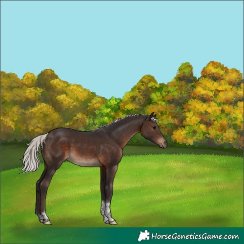 Horse Color:Silver Brown Tobiano Rabicano 