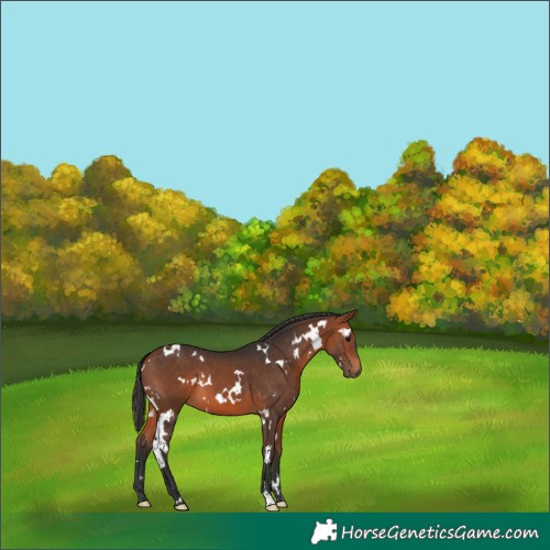 Horse Color:White Spotted Bay 