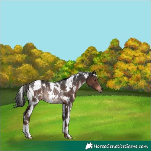 Horse Color:White Spotted Liver Chestnut Rabicano 