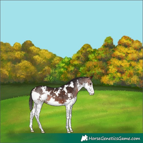 Horse Color:White Spotted Brown Splash Rabicano 