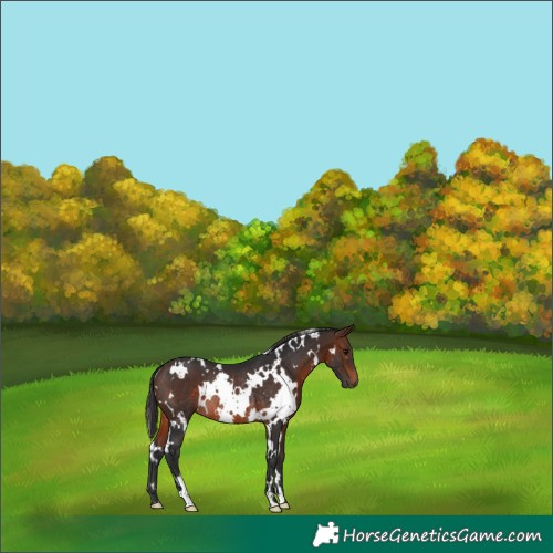 Horse Color:White Spotted Brown Rabicano