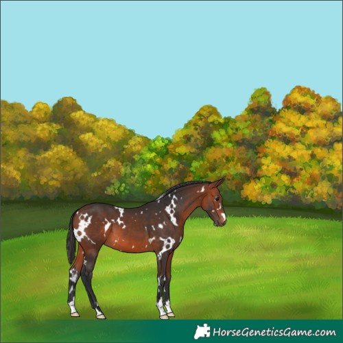 Horse Color:White Spotted Bay 