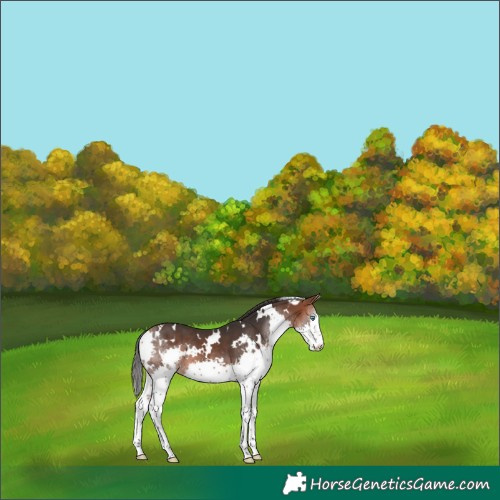 Horse Color:White Spotted Bay Splash 