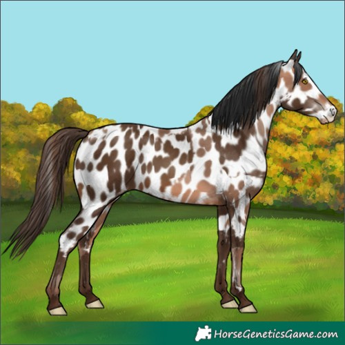 Horse Color:Sable Champagne Appaloosa  and Gray Sable Champagne Appaloosa 