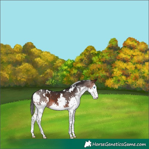 Horse Color:White Spotted Brown Splash