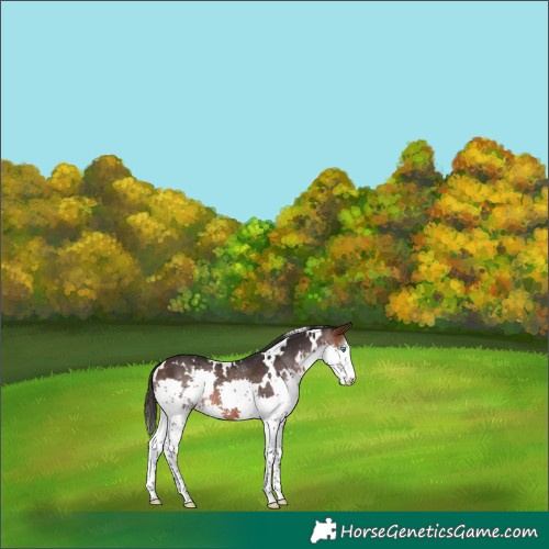 Horse Color:White Spotted Brown Splash Rabicano 