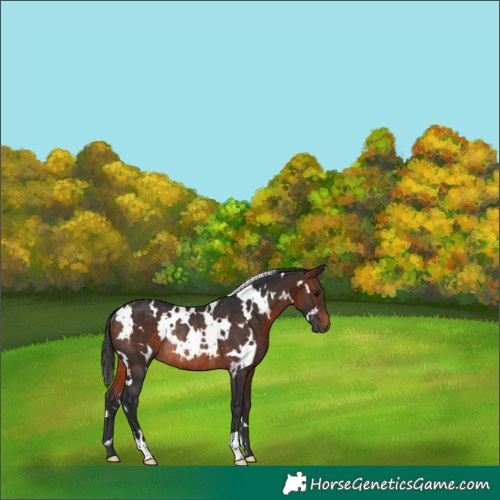 Horse Color:White Spotted Brown Rabicano