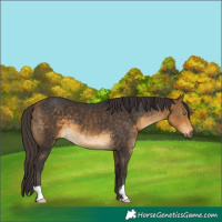 Horse Color:Buckskin