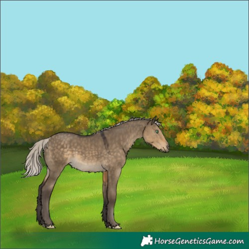Horse Color:Silver Smoky Grullo 