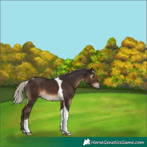 Horse Color:Gray Silver Black Tobiano 