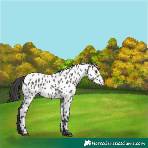 Horse Color:Grullo Near Leopard 