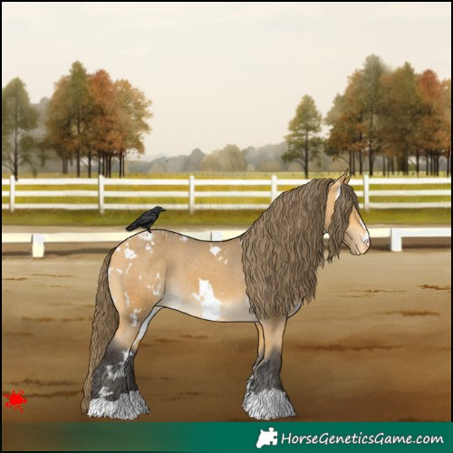 Horse Color:White Spotted Buckskin Appaloosa 