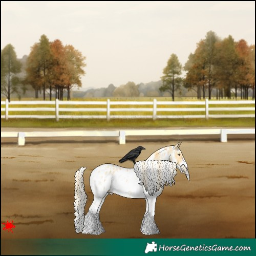 Horse Color:Palomino Dun Sabino Appaloosa