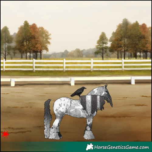 Horse Color:White Spotted Blue Roan Appaloosa 