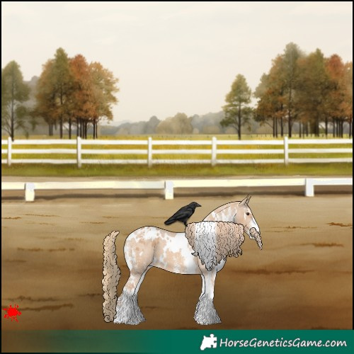 Horse Color:White Spotted Red Dun Appaloosa 