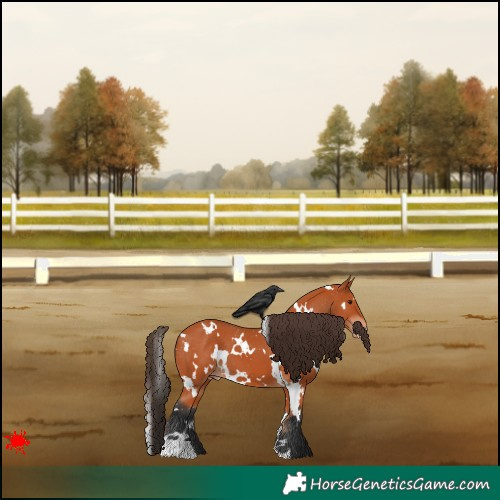 Horse Color:White Spotted Bay Appaloosa
