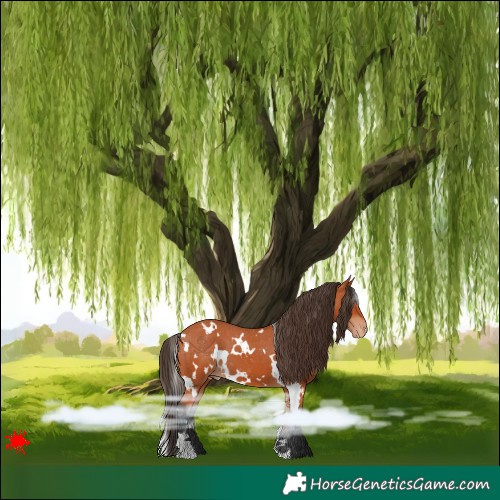 Horse Color:White Spotted Bay Varnish 