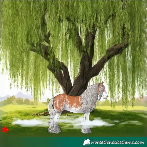 Horse Color:White Spotted Silver Bay 