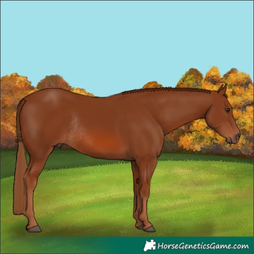 Horse Color:Chestnut Rabicano 