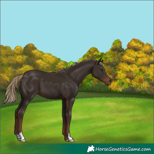 Horse Color:Liver Chestnut