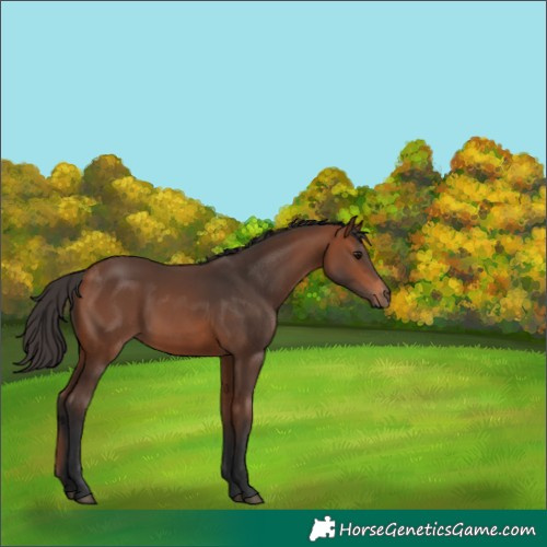 Horse Color:Bay 