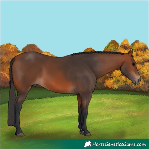Horse Color:Bay Rabicano