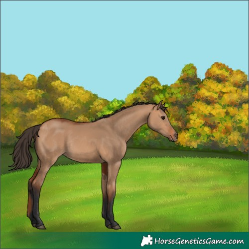 Horse Color:Bay Dun Rabicano