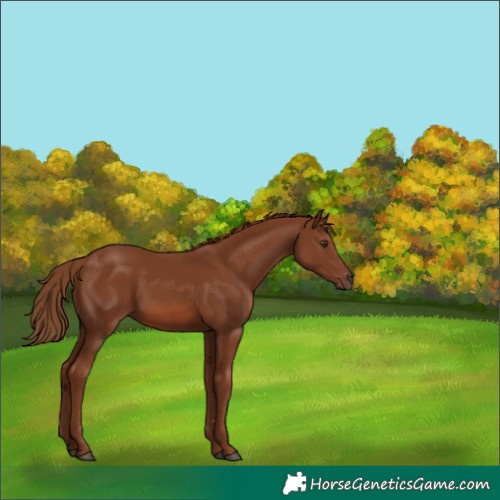 Horse Color:Chestnut 