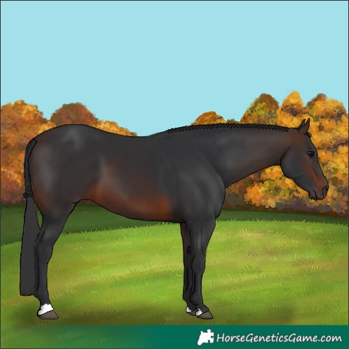 Horse Color:Brown 