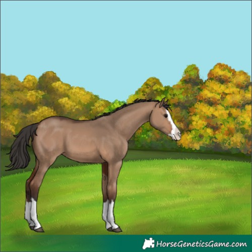 Horse Color:Brown Dun Splash 