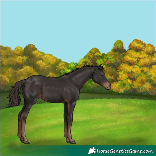 Horse Color:Liver Chestnut Rabicano