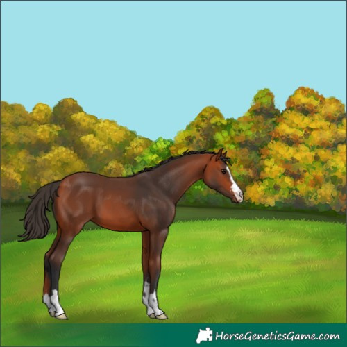 Horse Color:Bay 